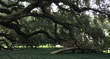 tree service baton rouge