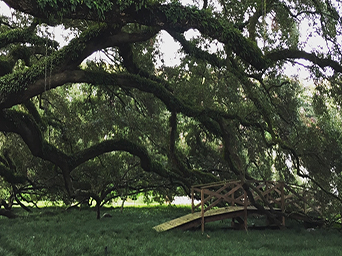 tree service baton rouge